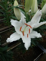 [4285 Seine Mak No02.JPG]